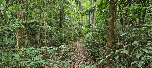 Remote Amazon trail CPC 20220903_100015