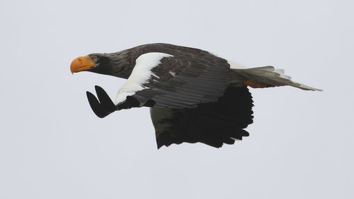 Steller's Sea-eagle CPC 6S4A0226