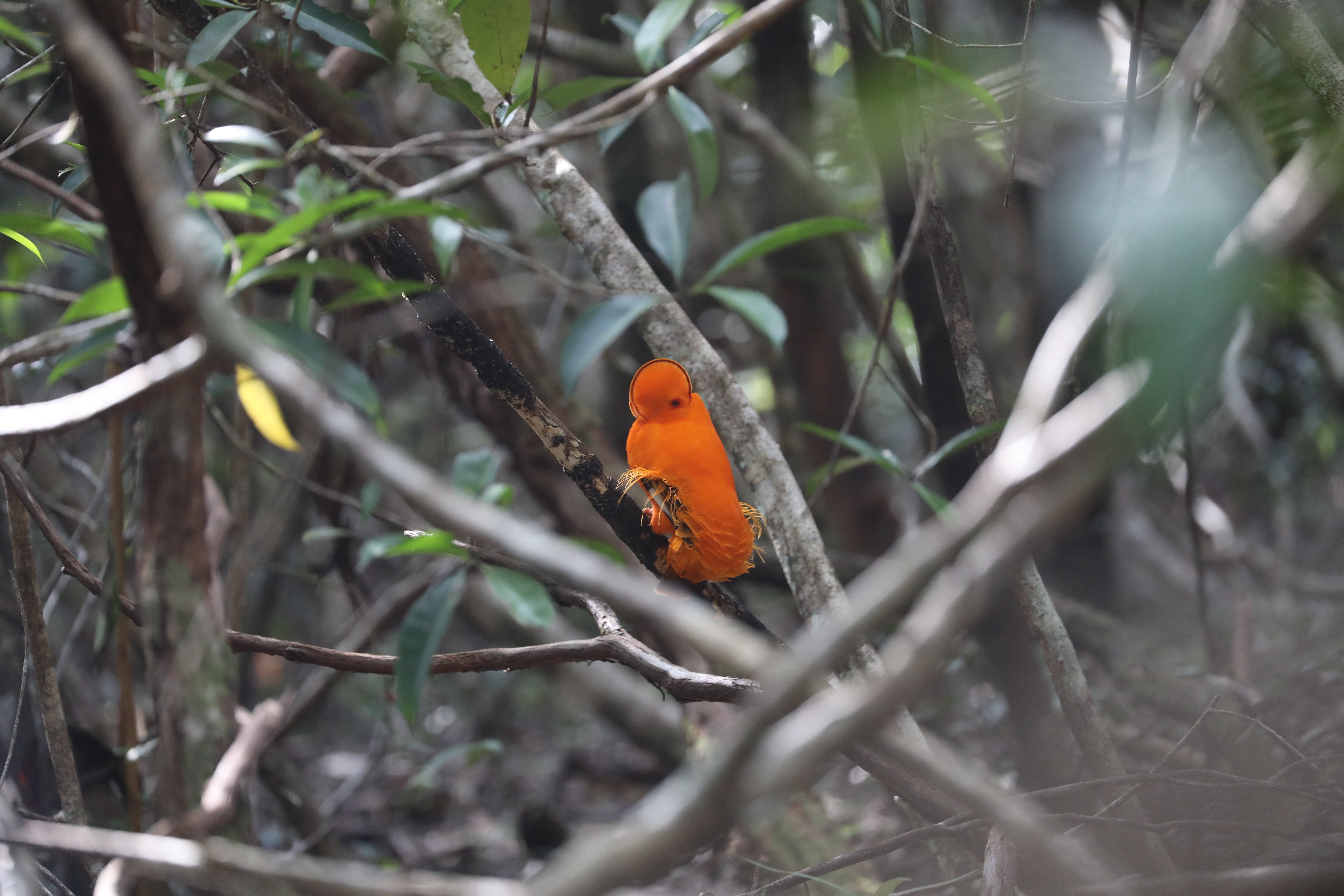 Guianan Cock-of-the-Rock CPC 6S4A0513.JPG