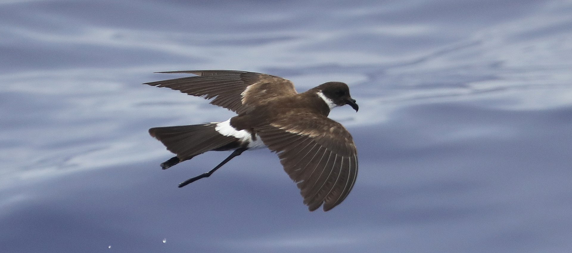 Polynesian Storm-petrel © Chris Collins