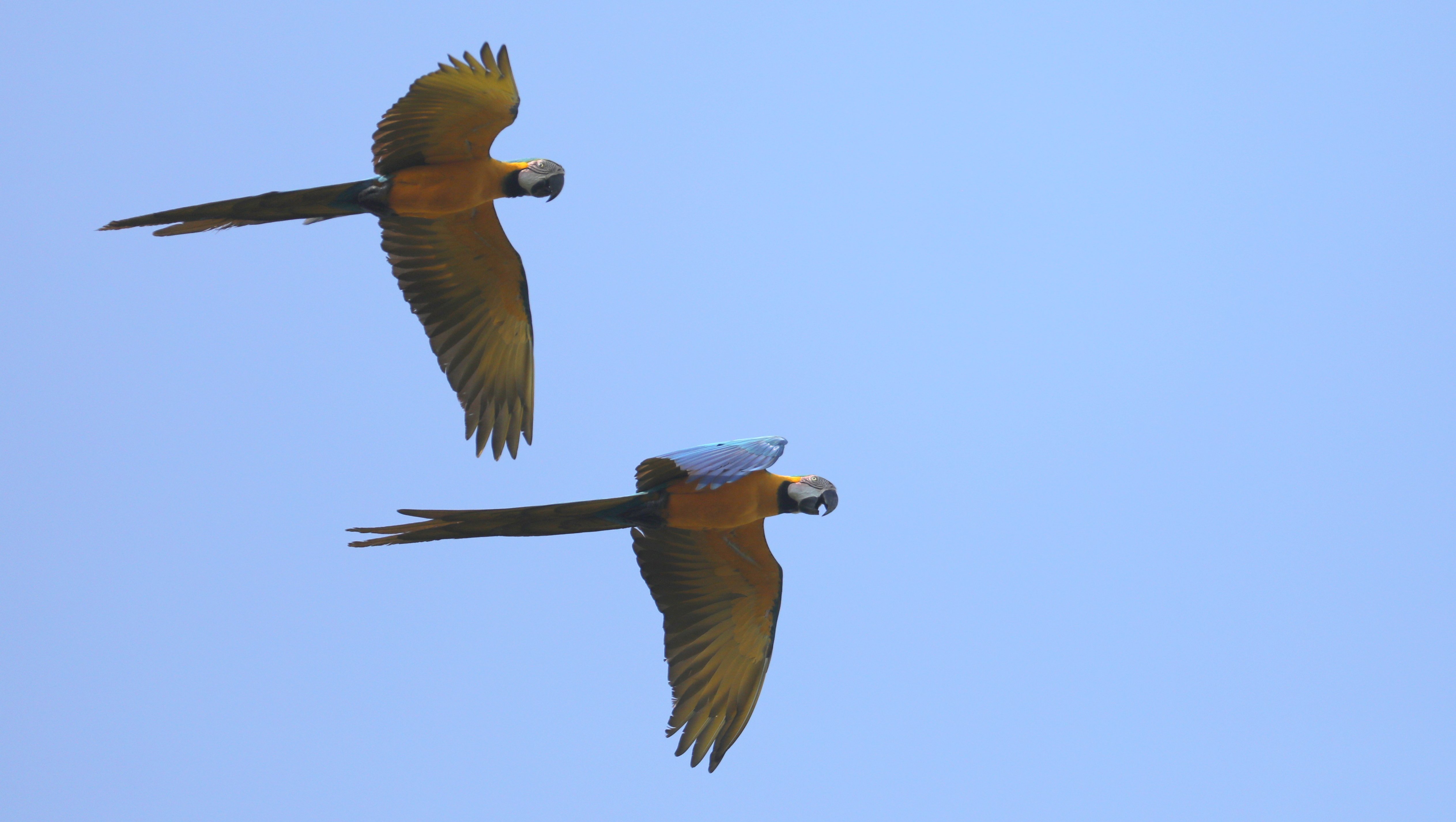 Blue-and-Yellow Macaws CPC 6S4A1559.JPG