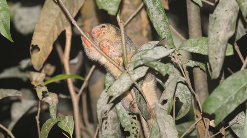 Common Silky Anteater CPC 6S4A2341.JPG
