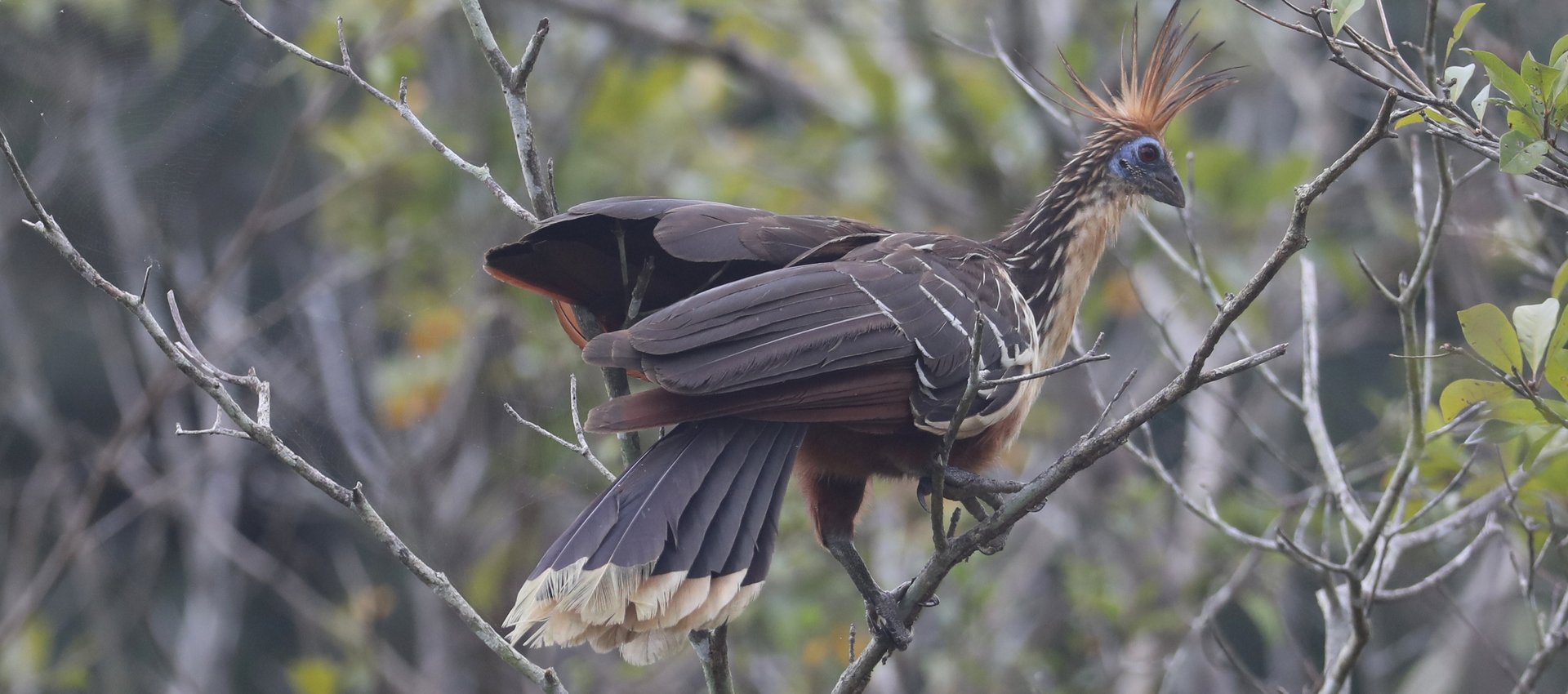 The prehistoric looking Hoatzin is one of the many species we should see at Manu Wildlife Centre © Chris Collins
