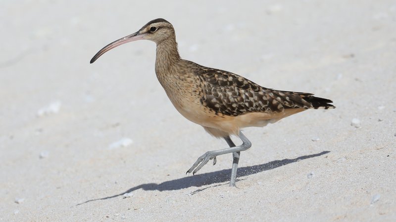 Bristle-thighed Curlew CPC 6S4A6097