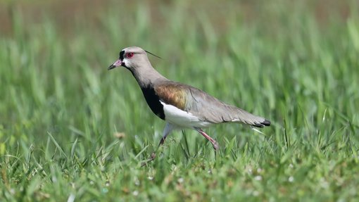 Southern Lapwing CPC 6S4A6789.JPG