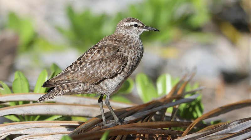 Tuamotu Sandpiper CPC 6S4A8556