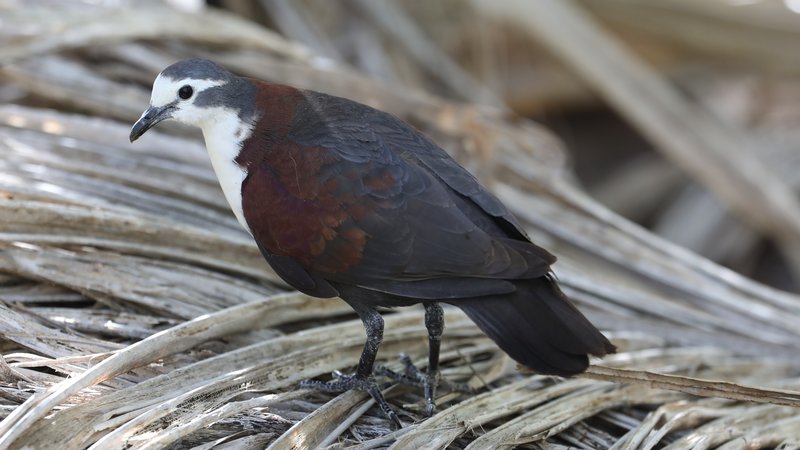 Polynesian Ground Dove CPC 6S4A9184.JPG