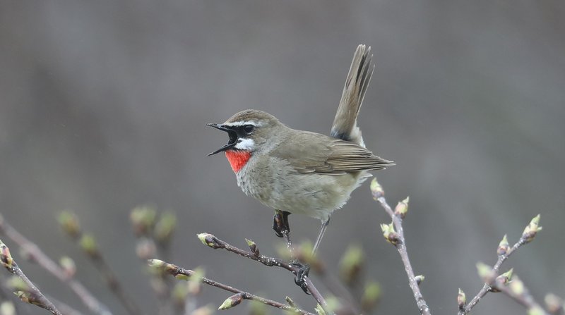 Siberian Rubythroat CPC 6S4A9233.JPG