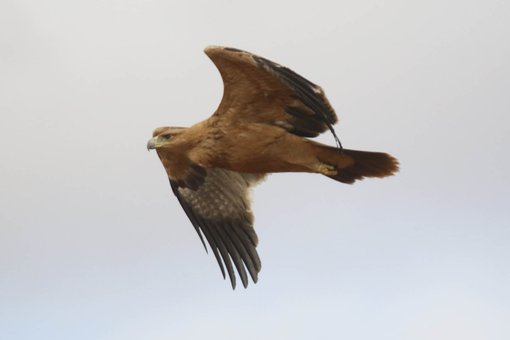Águila imperial juvenil cropped