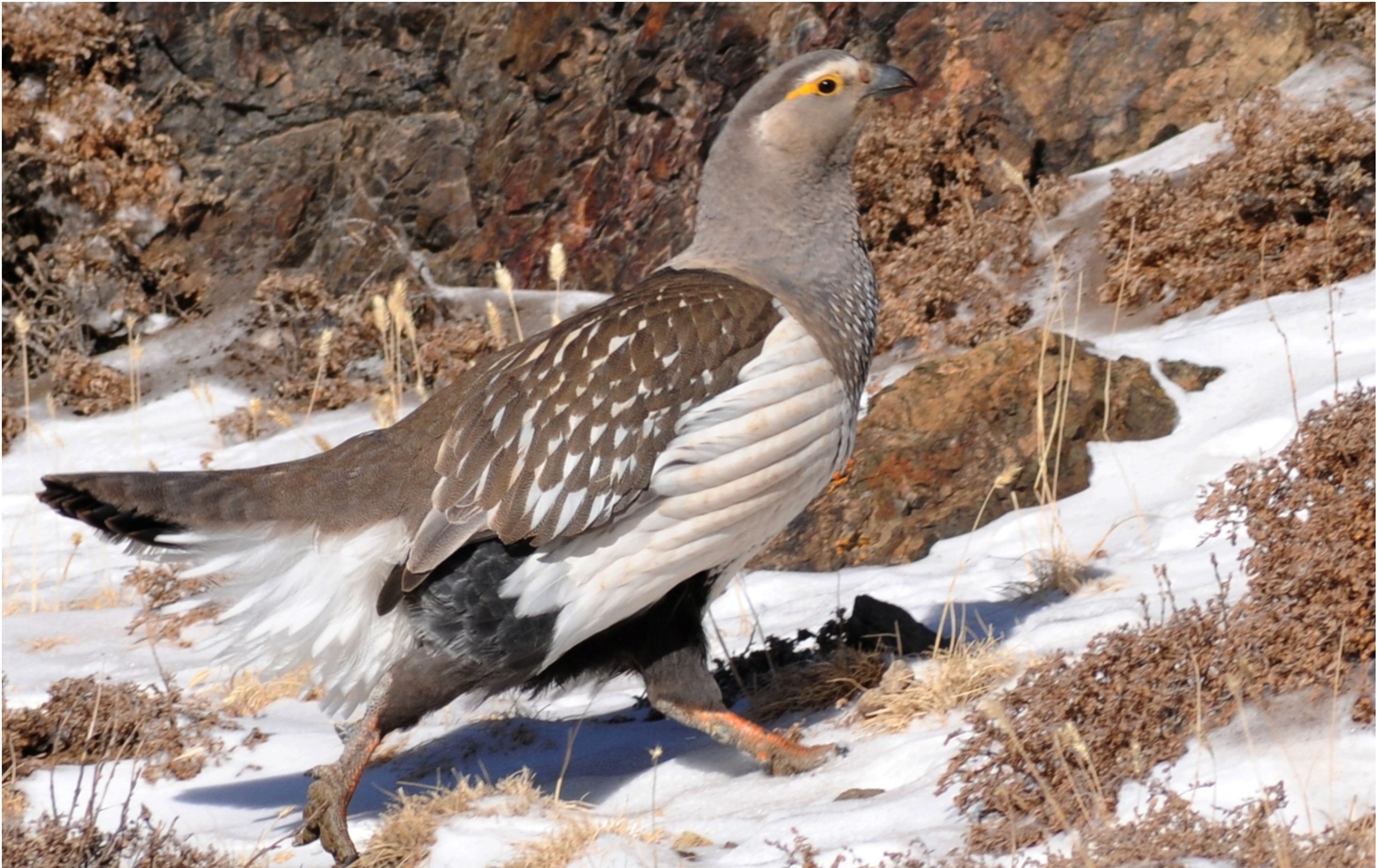 Altai Snowcock  – Tetraogallus altaicus