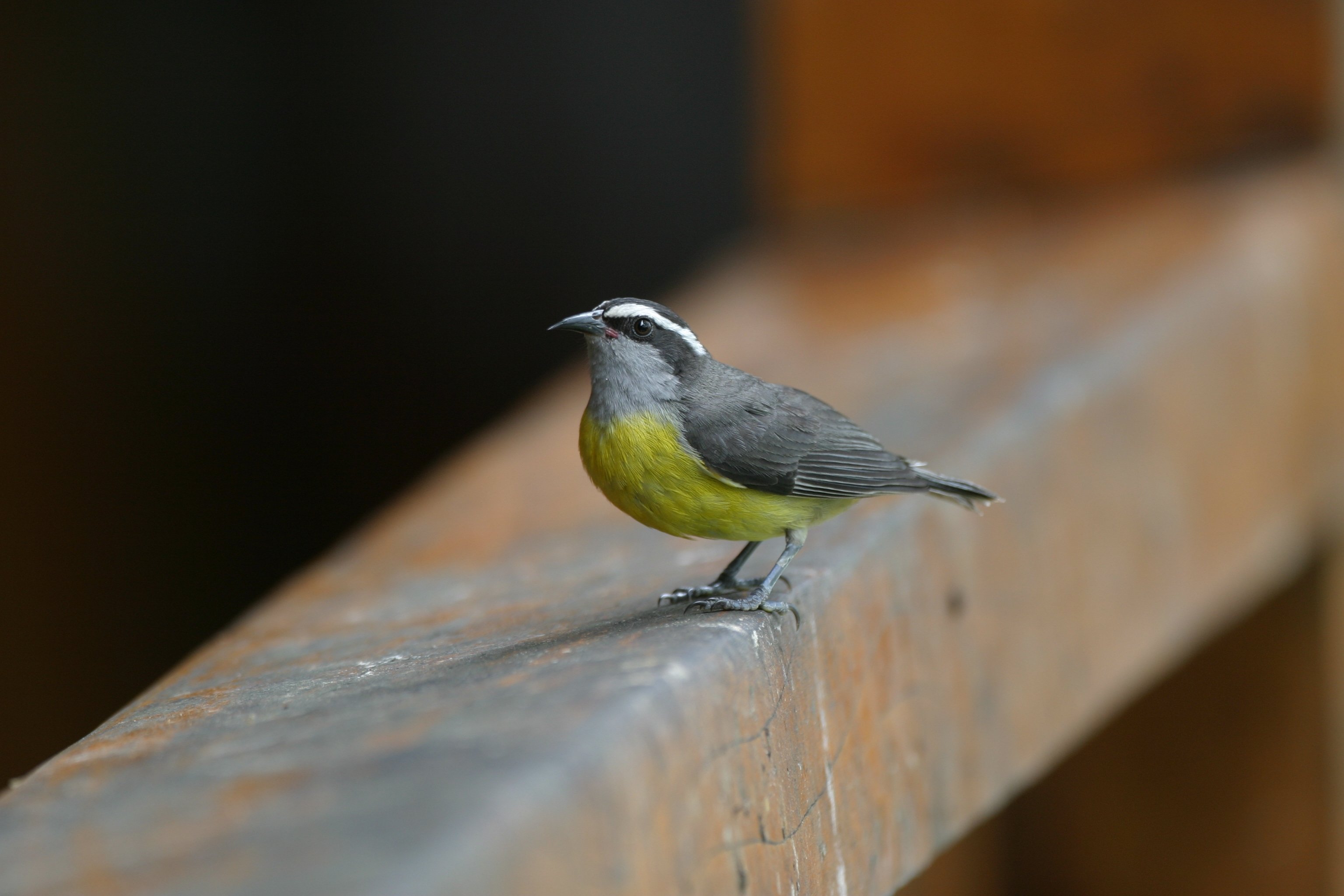 Bananaquit CPC 5899.JPG