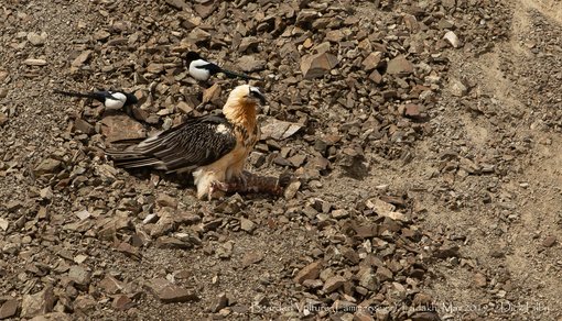 Bearded Vulture (Lammergeier), Ladakh, Mar 2019 C Dick Filby-5979