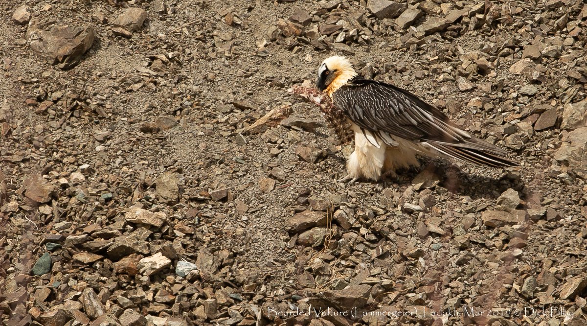 Bearded Vulture (Lammergeier), Ladakh, Mar 2019 C Dick Filby-5916