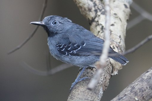 Black-chinned Antbird CPC.jpg