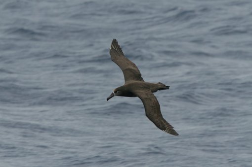 Black-footed Albatross CPC.jpg