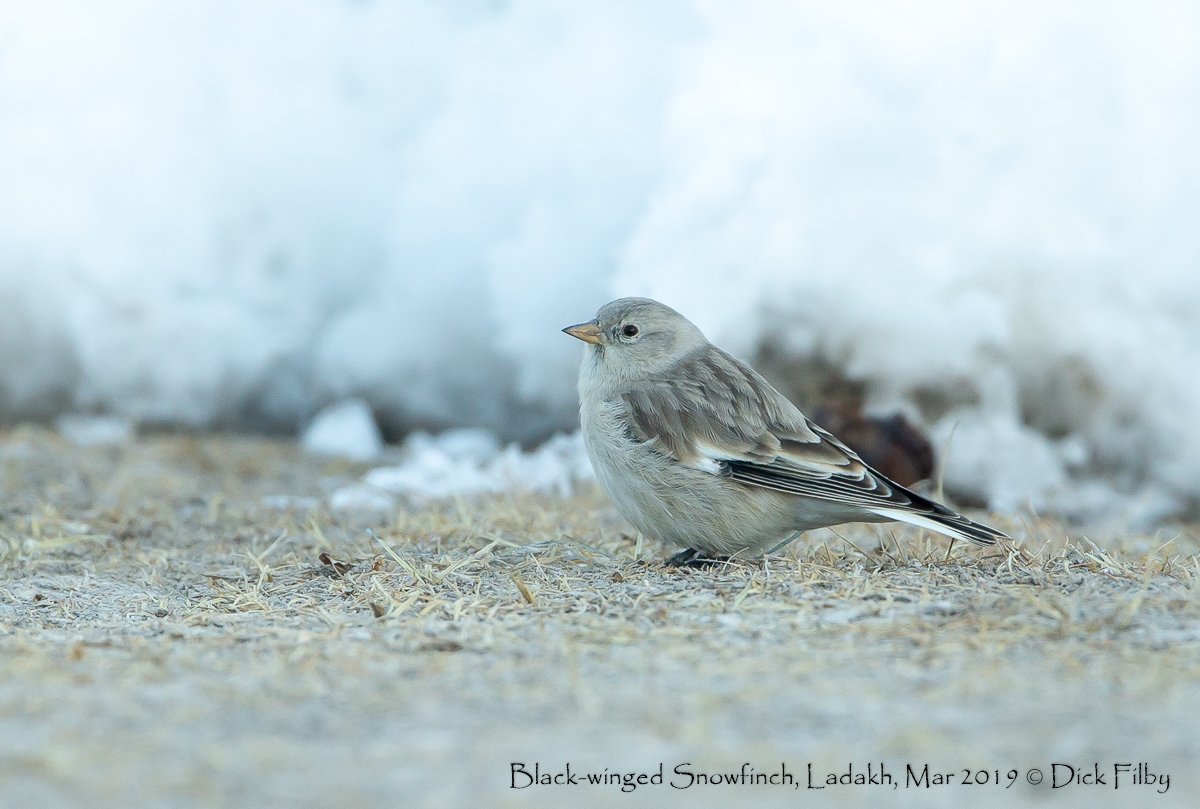 Black-winged Snowfinch, Ladakh, Mar 2019 C Dick Filby-2261