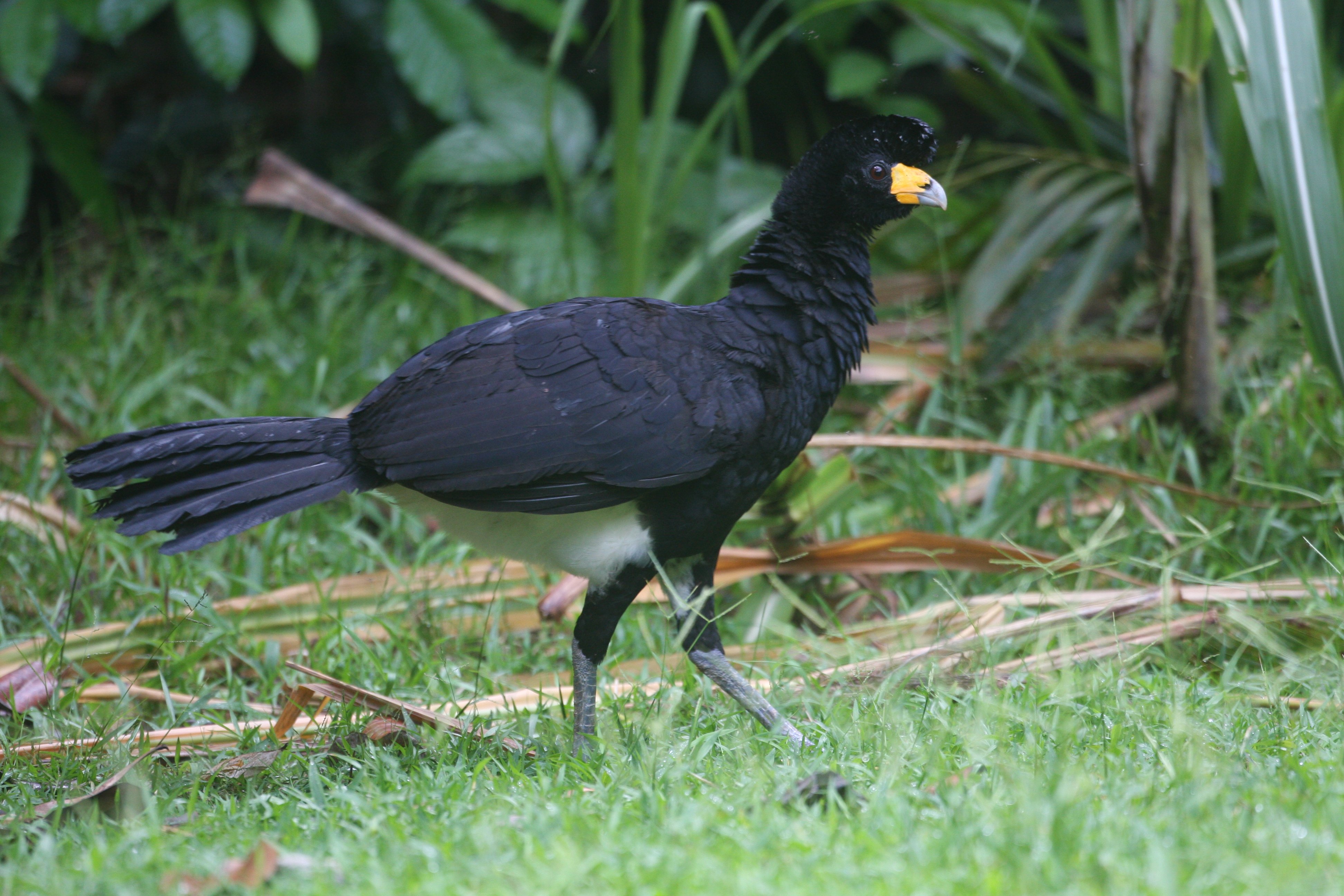 Black Currasow Chris Collins.jpg