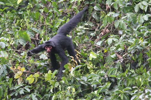 Black Spider Monkey 2008-7101.jpg