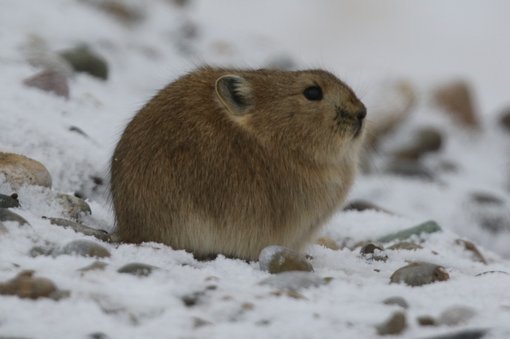 Blacklipped Pika NG