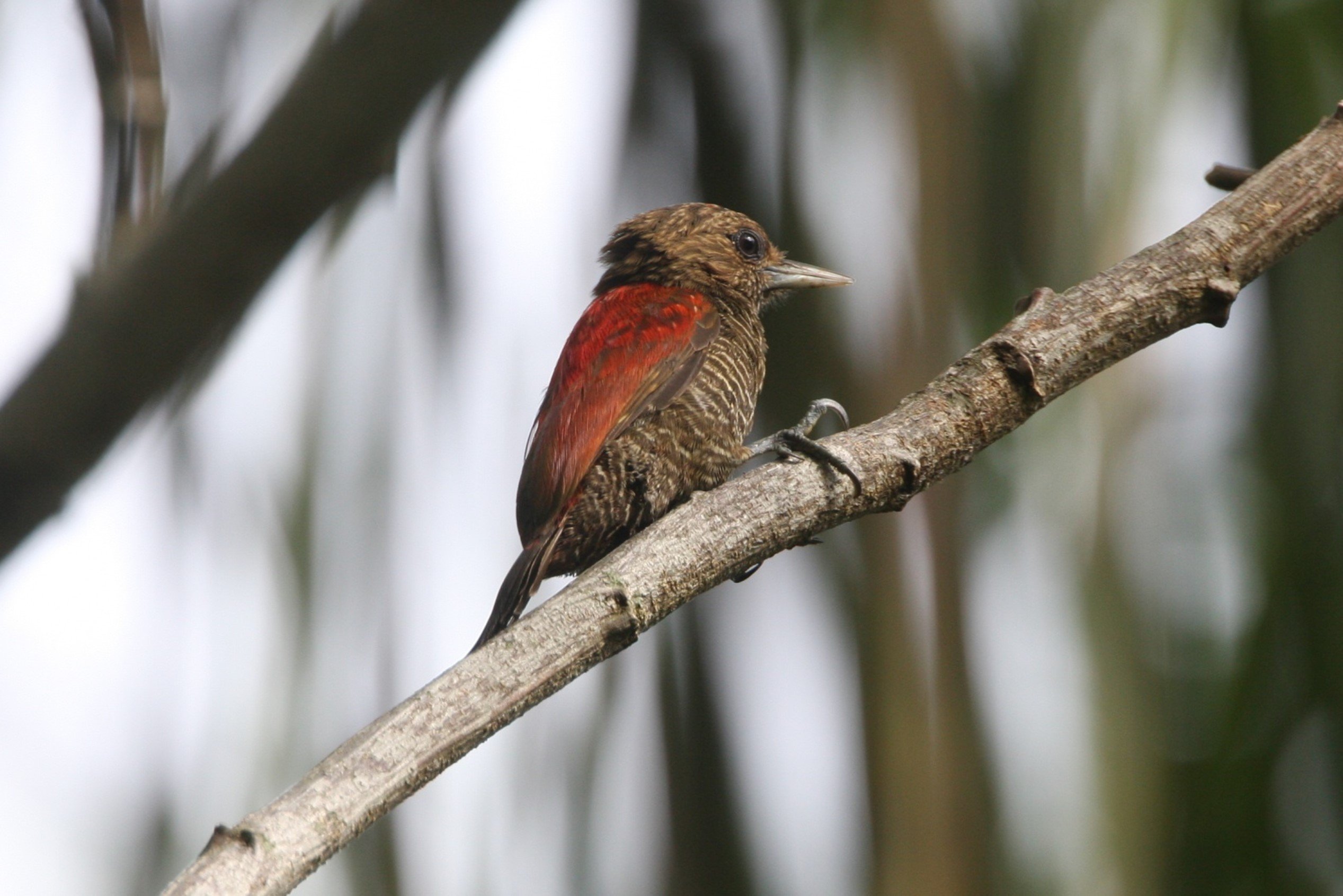 Blood-coloured Woodpecker CPC.jpg