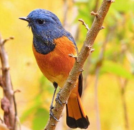 Blue-fronted Redstart SF