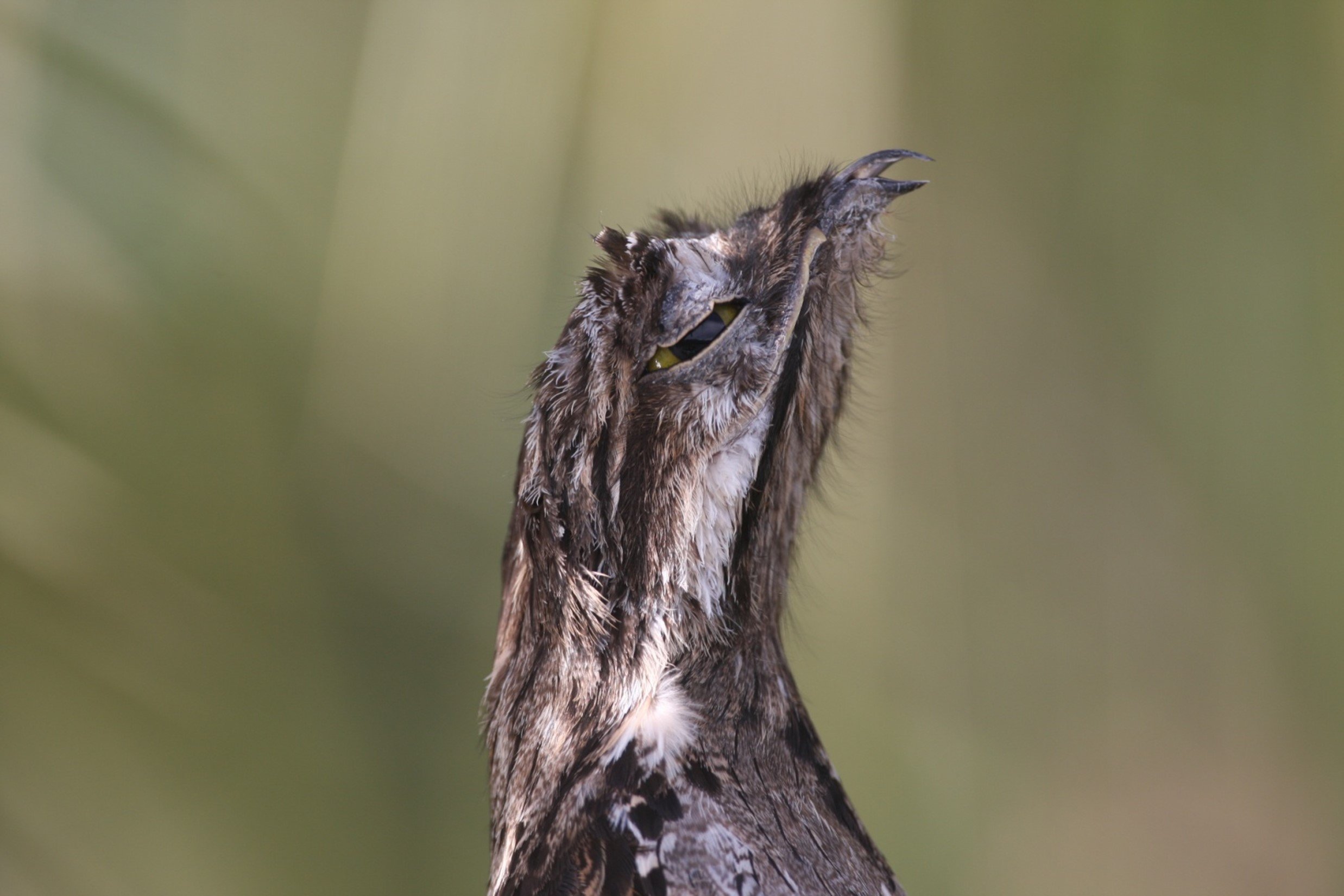 Common Potoo CPC.jpg