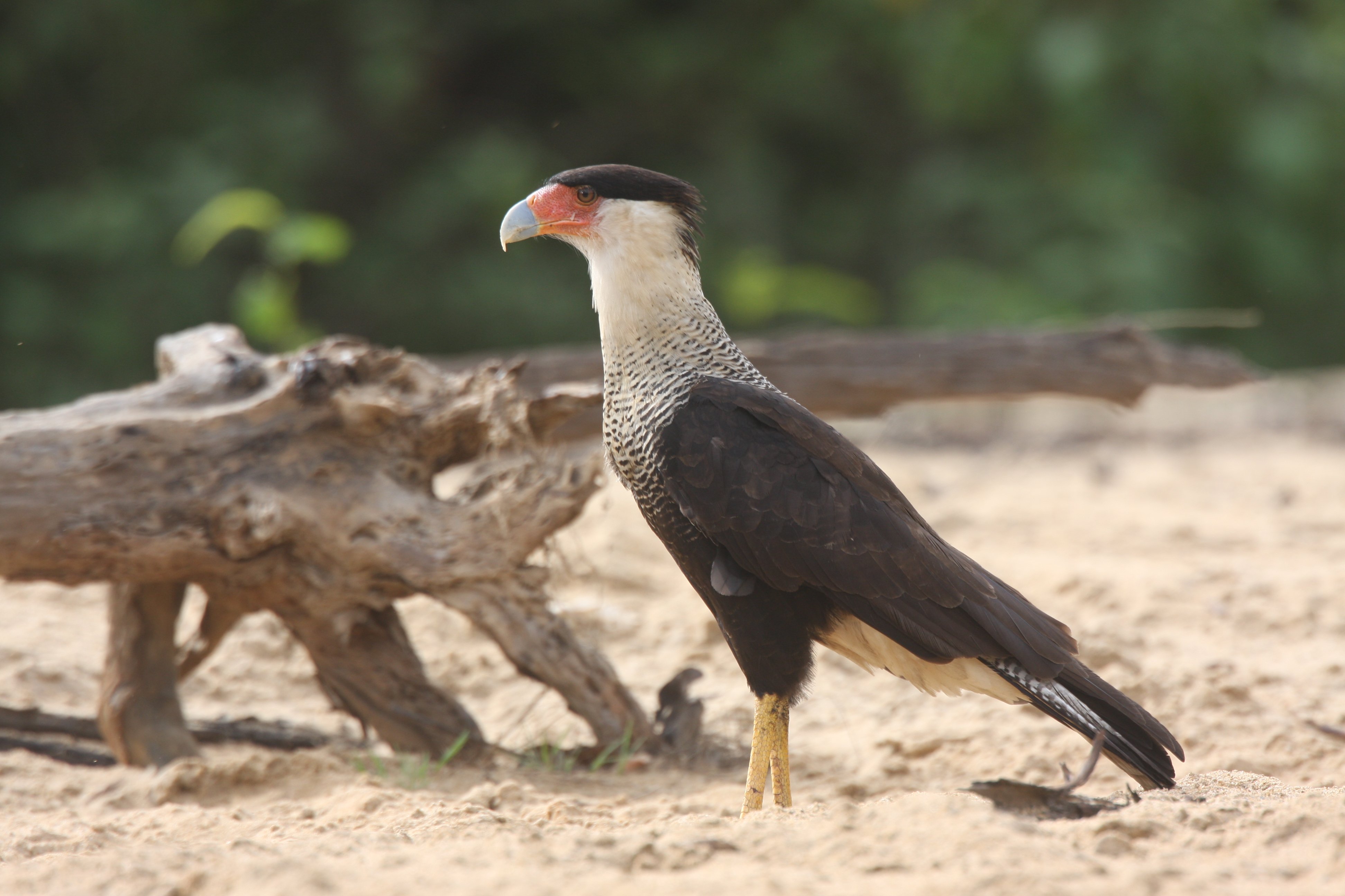 Crested Caracara 2007-4240.jpg