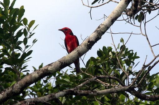 Crimson Fruitcrow 2008-7173.jpg