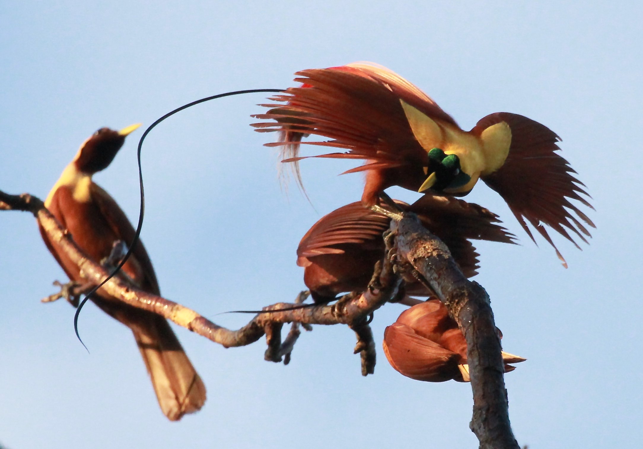Red Bird-of-Paradise © Dan Brown/Heritage Expeditions ©DBrown_Bird-of-paradise (3)
