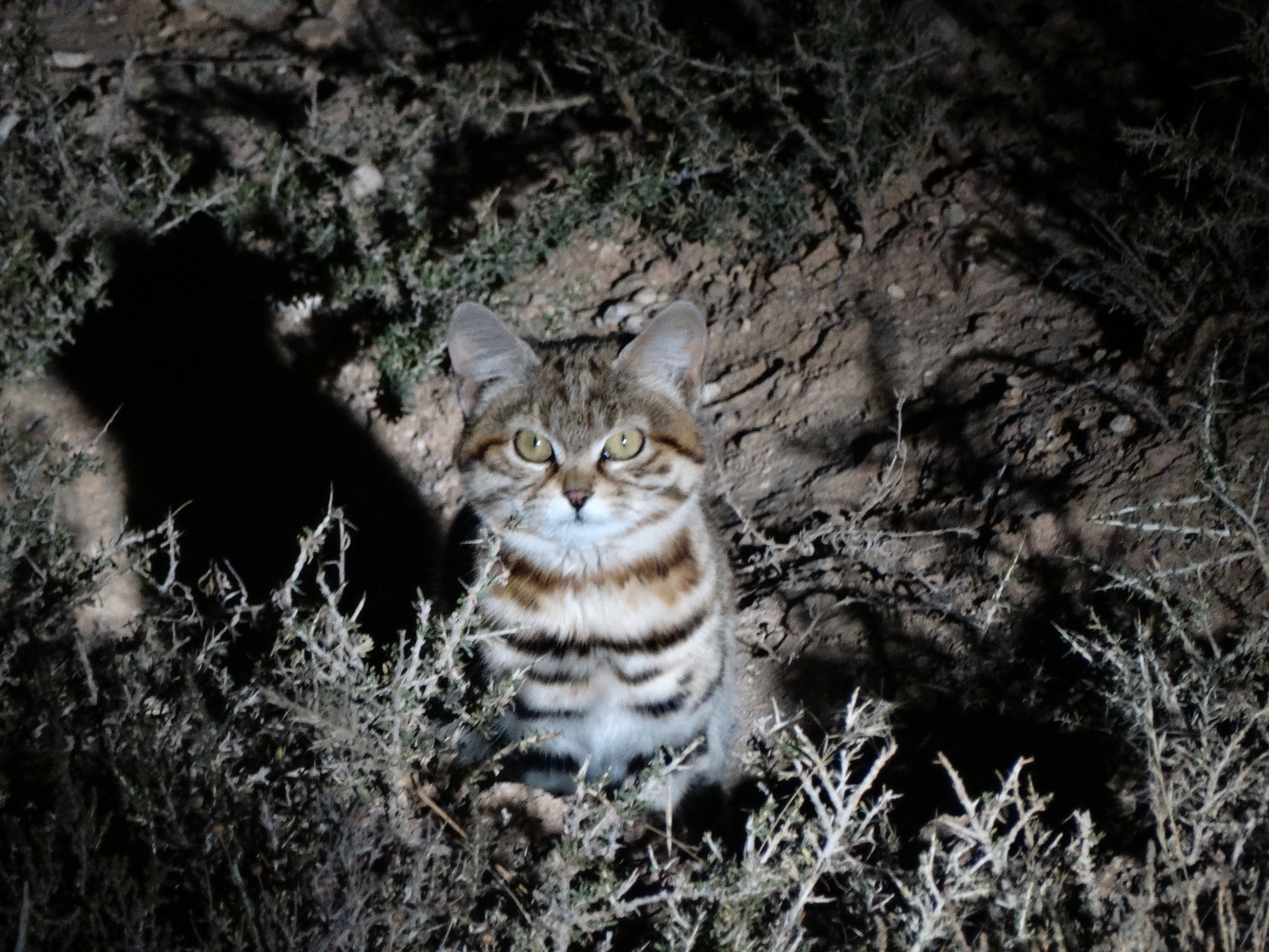 Black-footed Cat DSC02228