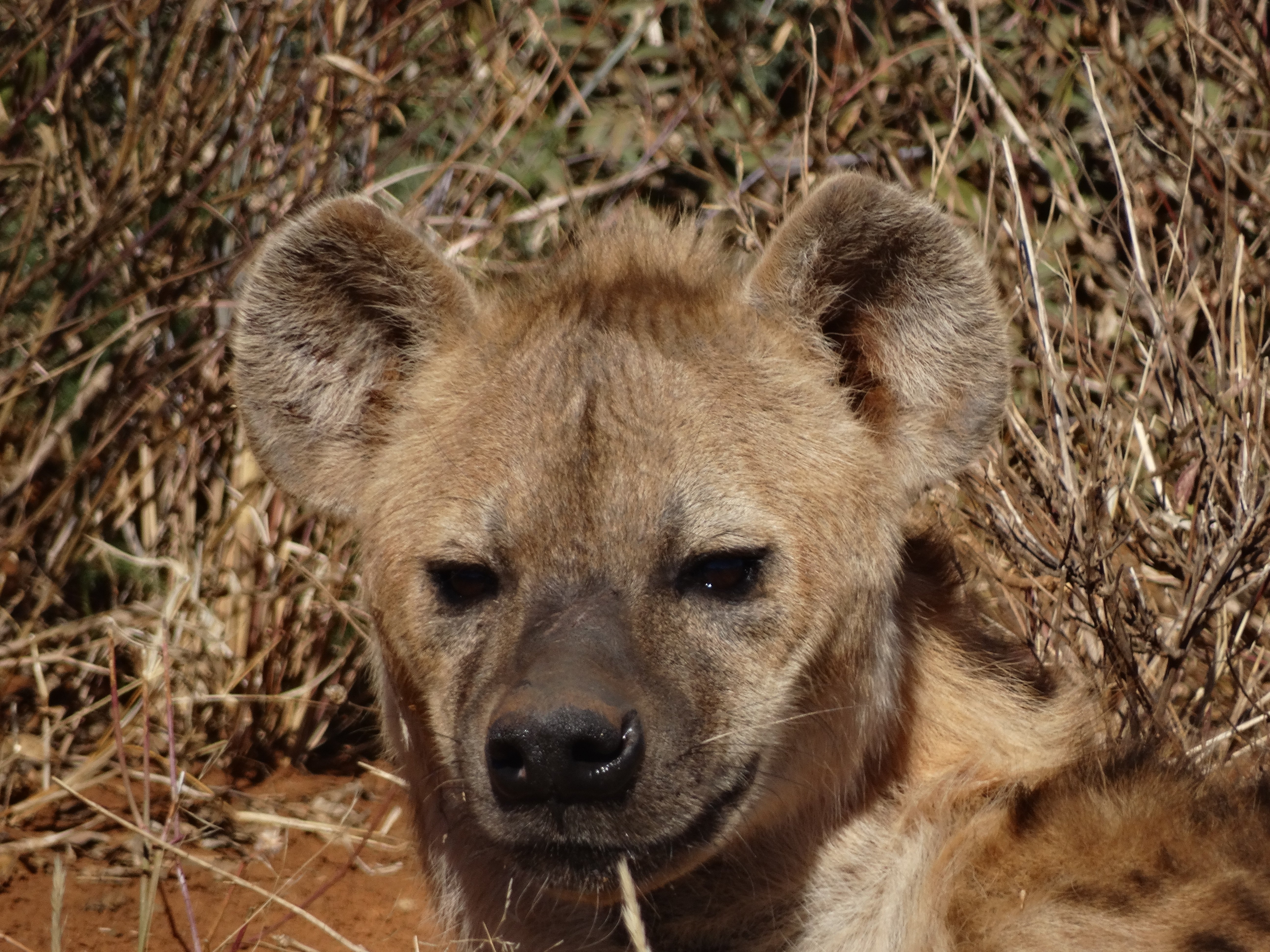 Spotted Hyena ED DSC03116