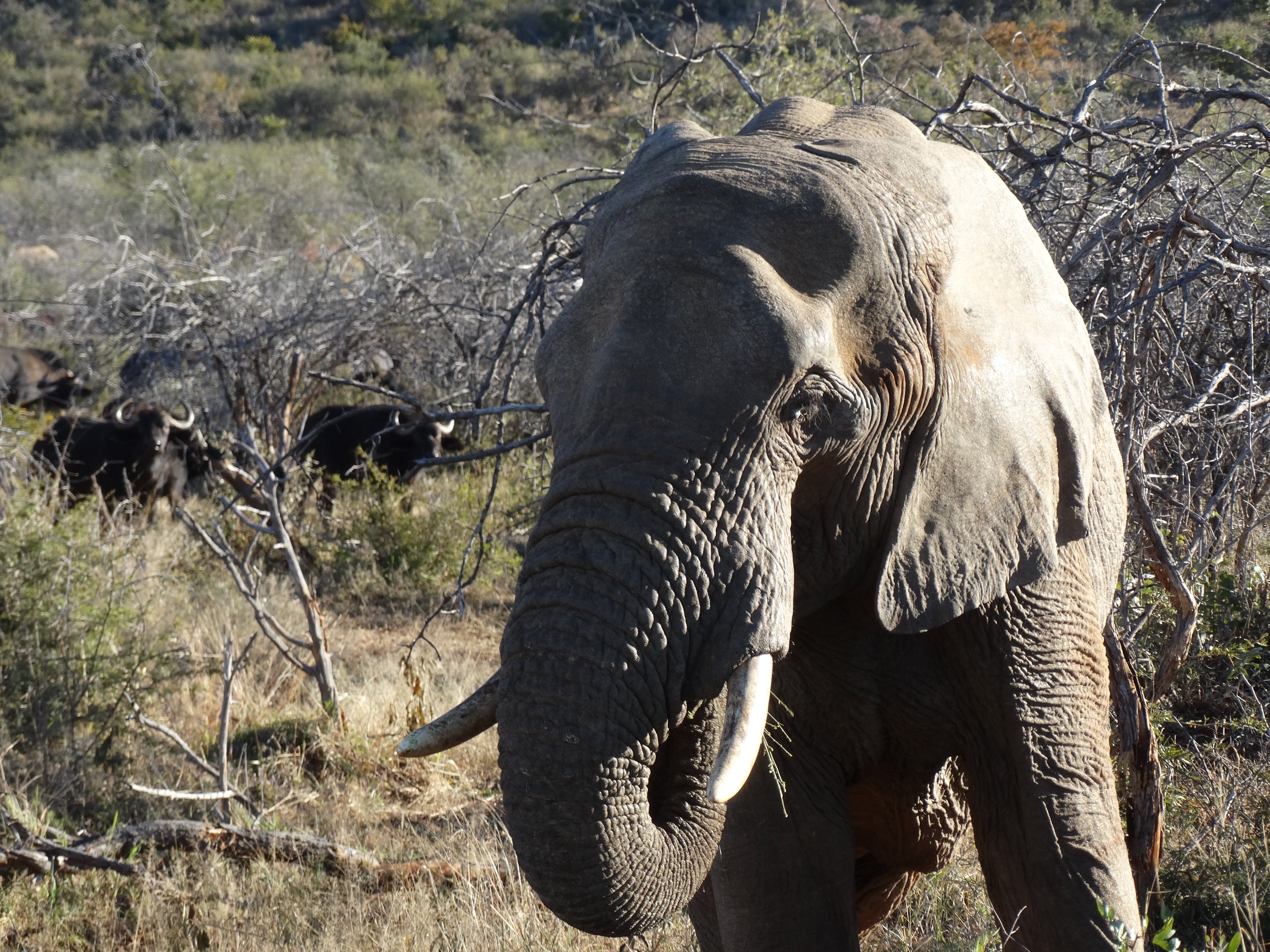 African Elephant ED DSC03301