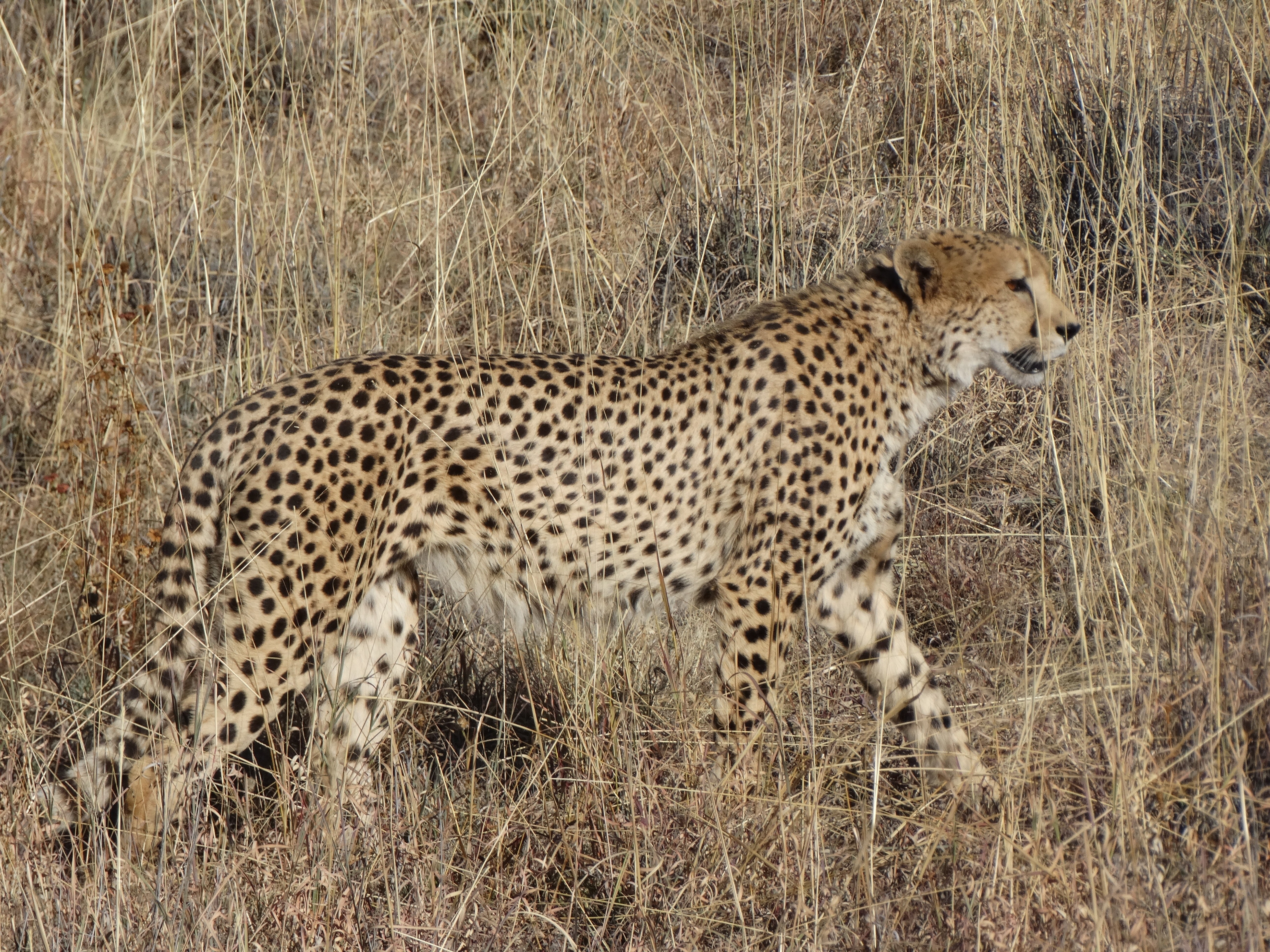 Cheetah ED DSC03371