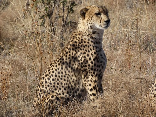 Cheetah ED DSC03493