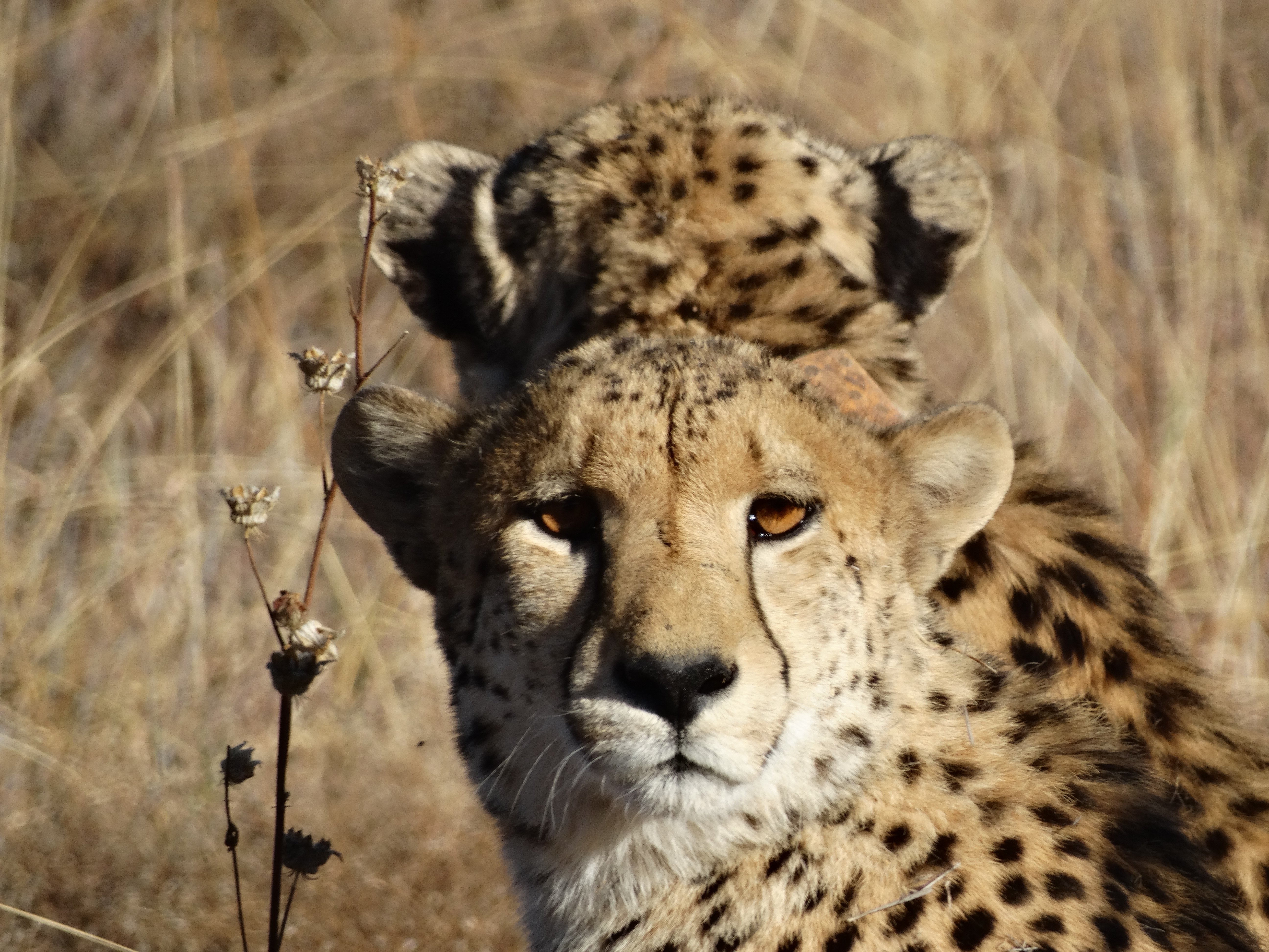 Cheetah ED DSC03533
