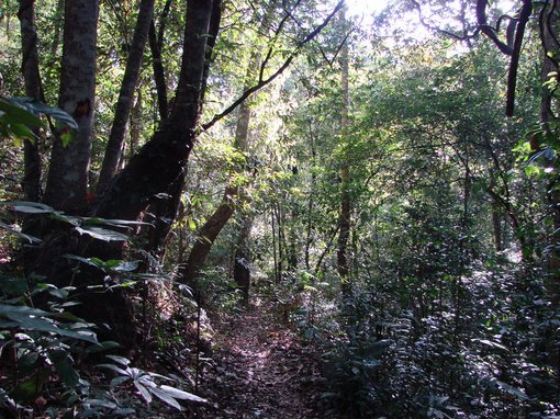 Dalat Ta Nung forest 1 72 dpi