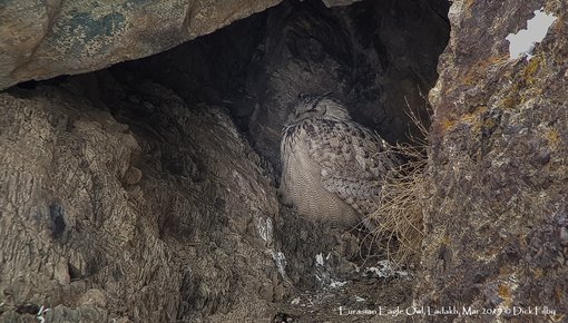 Eurasian Eagle Owl, Ladakh, Mar 2019 C Dick Filby-150834-3