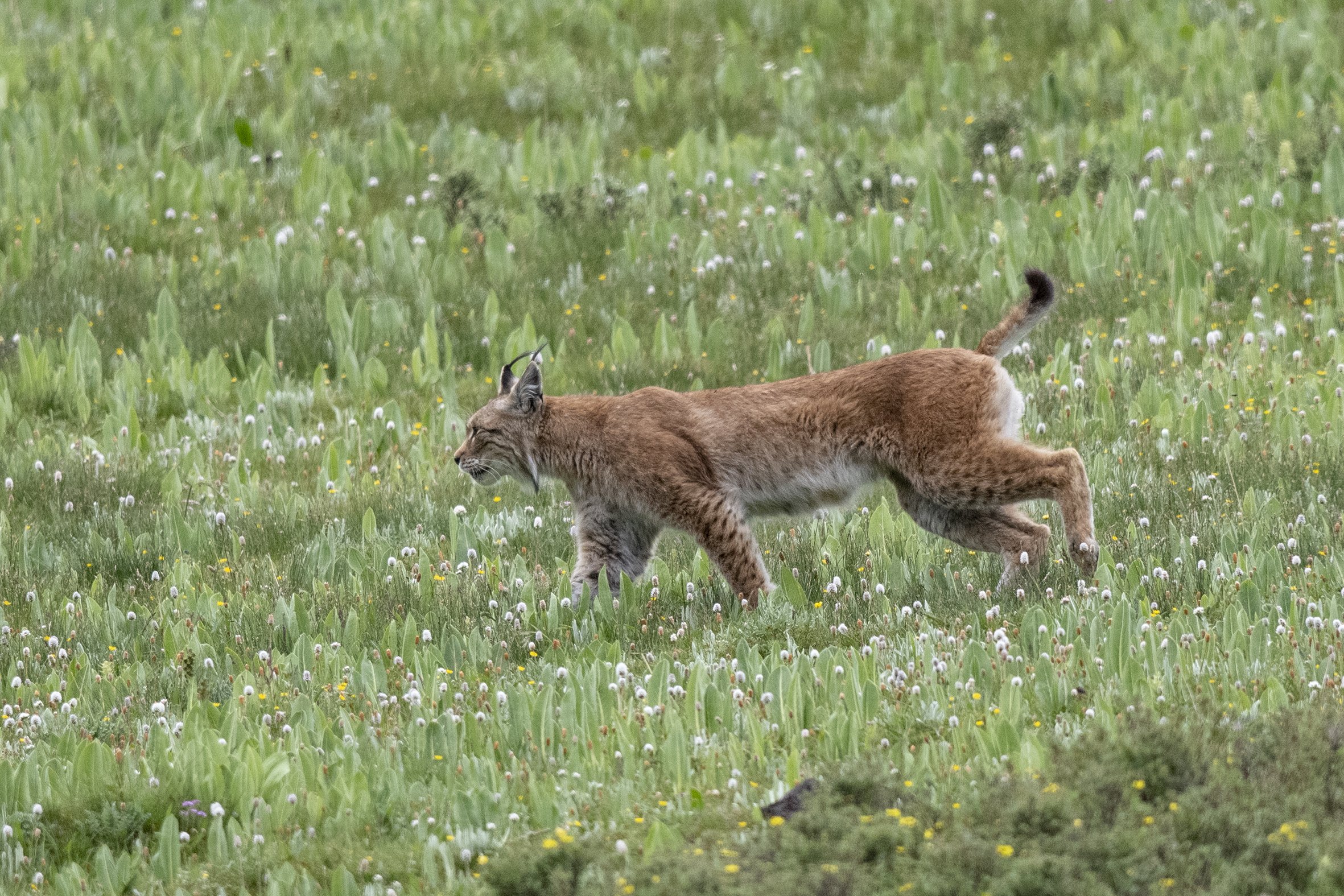 Eurasian Lynx ZZ