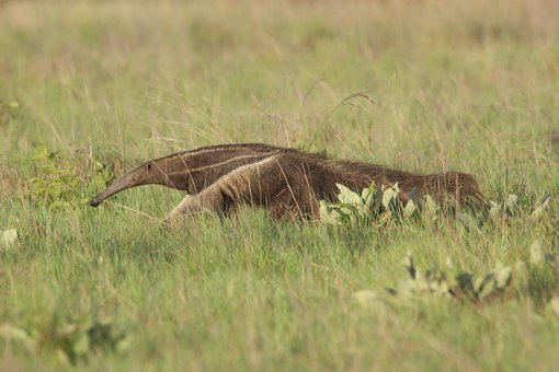 Giant Anteater CPC.jpg