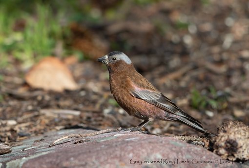 Gray-crowned Rosy-Finch, Colorado © Dick Filby-1495