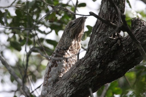 Great Potoo CPC.jpg