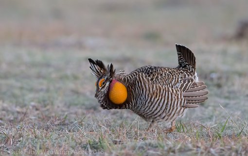 Greater Prairie Chicken RAF WildWings CO-2016-0654 - Copy