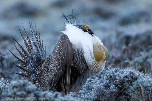 Greater Sage-Grouse - RAF WildWings CO-2016-1972 - Copy
