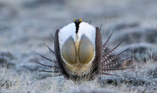 Greater Sage-Grouse - RAF WildWings CO-2016-2056 - Copy