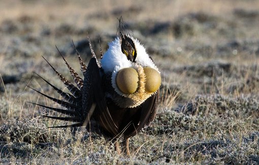 Greater Sage-Grouse - RAF WildWings CO-2016-2248 - Copy