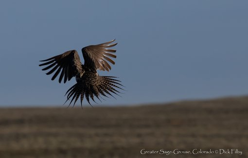 Greater Sage-Grouse, Colorado © Dick Filby-2416-2