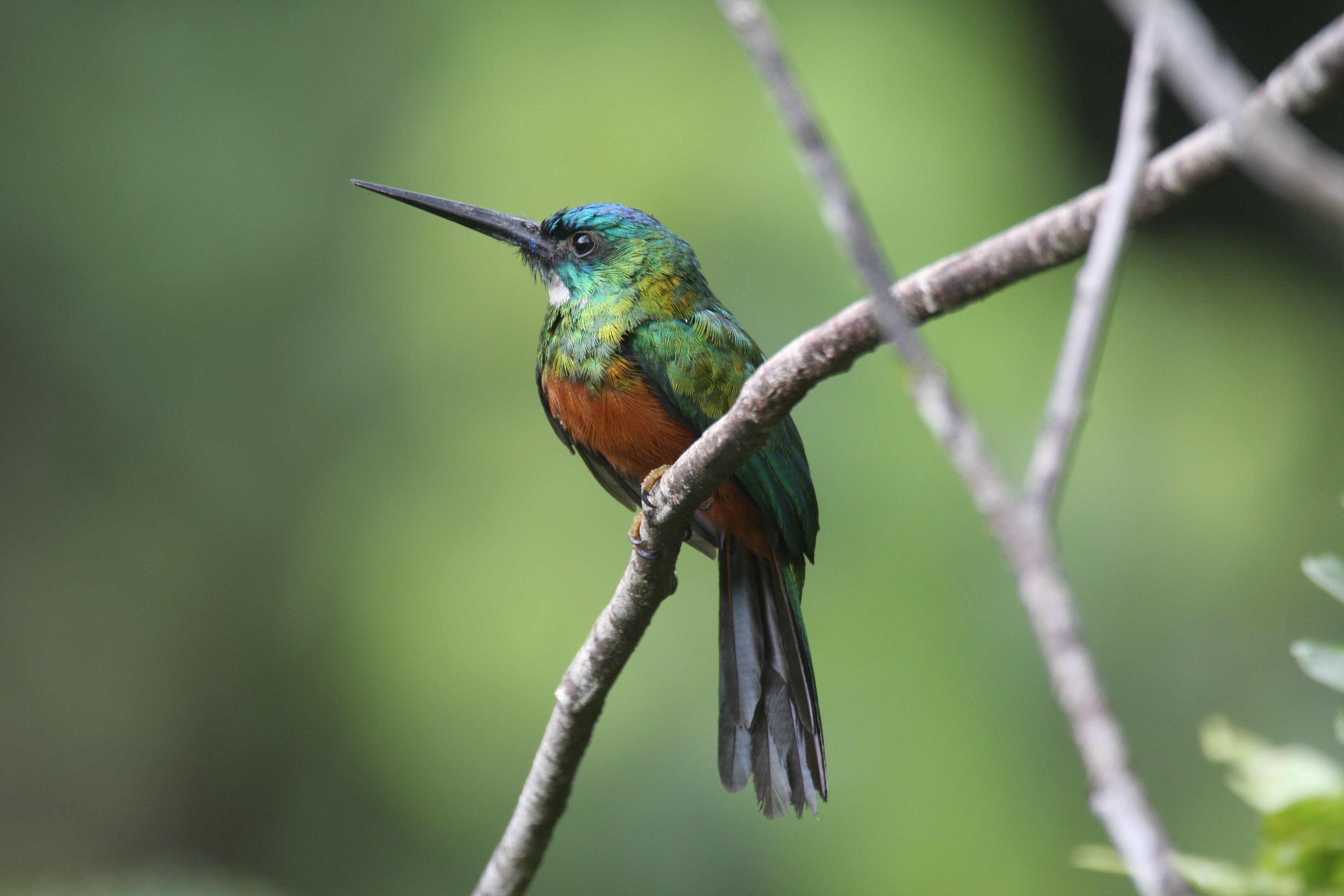 Green-tailed Jacamar 2008-8233.jpg