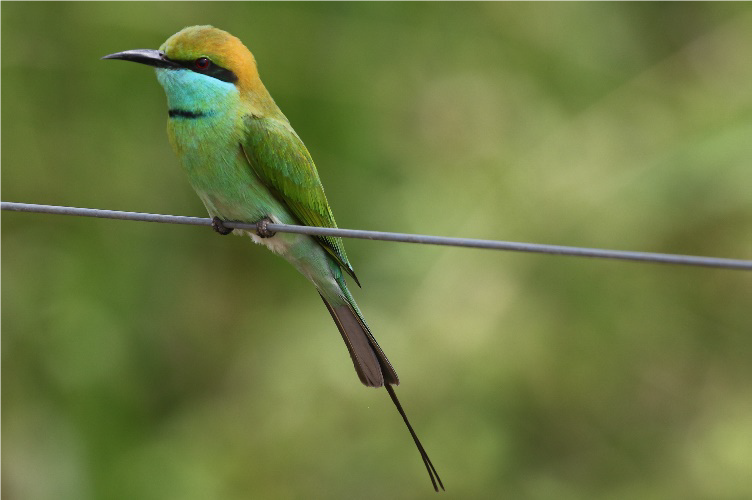 Green Bee-eater NG