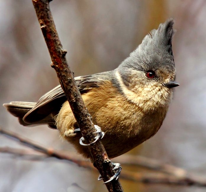 Grey Crested Tit sq SF