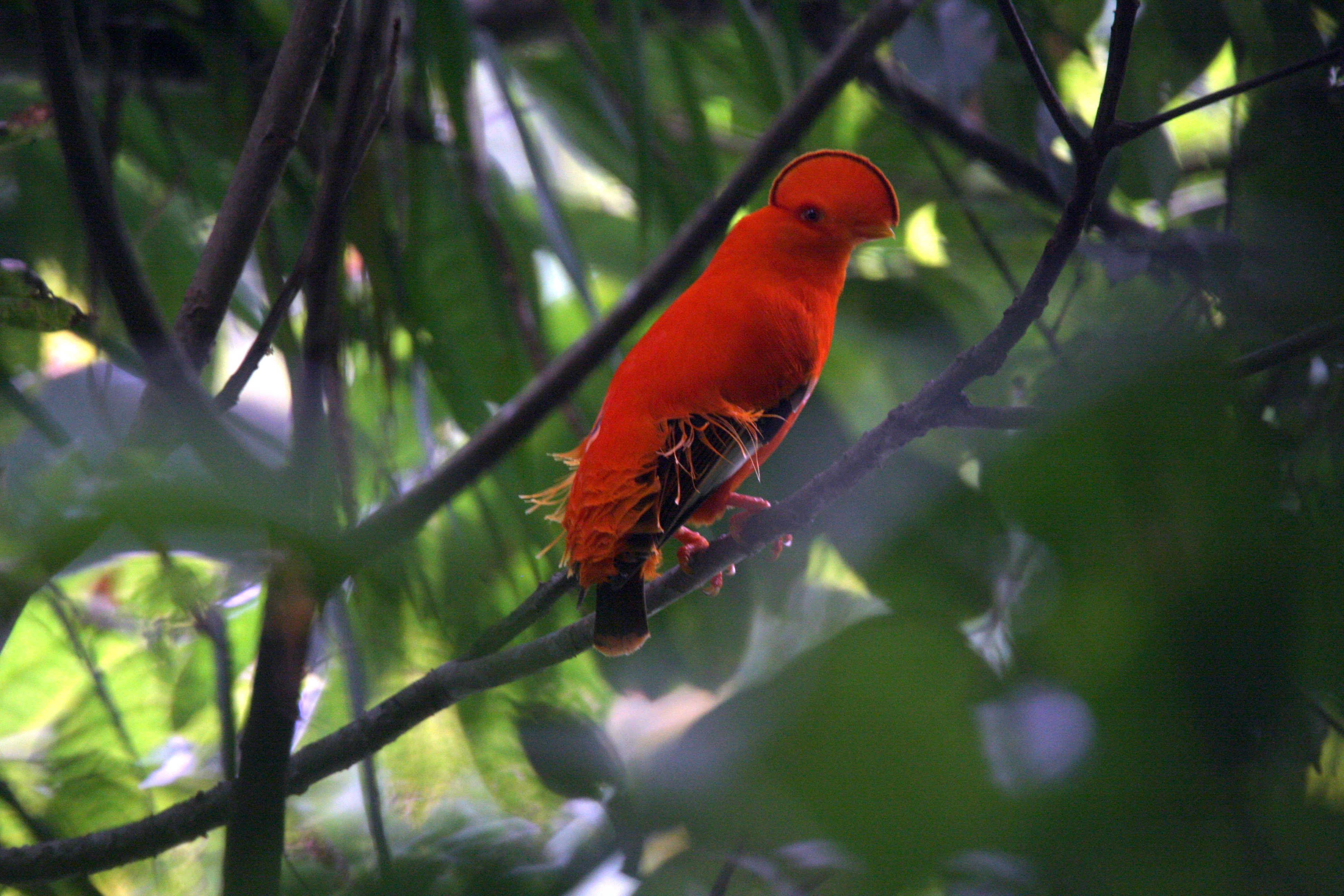 Guianan Cock-of-the-Rock 2008-8839-1.jpg